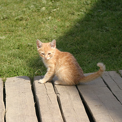 Koty - Cat