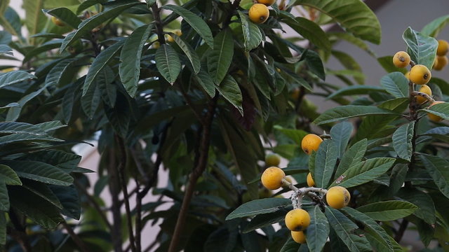 Japanese Plum tree branch at sunset