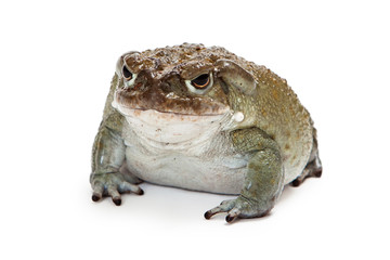 Sonoran Desert Toad Isolated on White