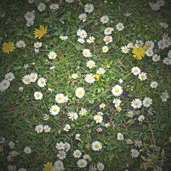 daisies background