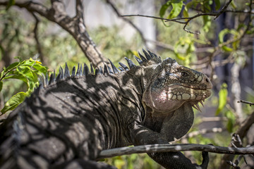 iguana in the shade of a tree