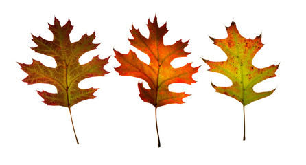 Three fall leaves.Isolated.