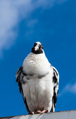 Black and white pigeon perched facing facing forward.