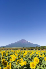 富士山とヒマワリ畑 © oka