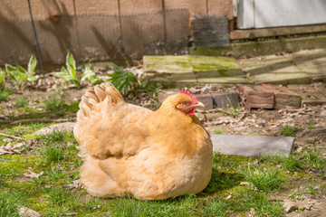Broody hen protecting her chicks
