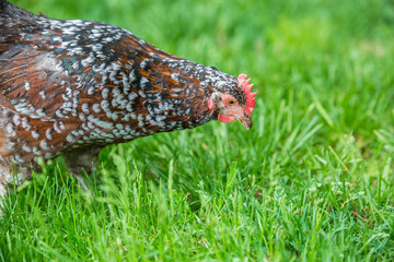 Speckled Sussex Hen foraging for food