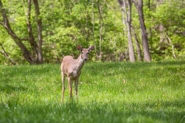 Young deer in a suburban backyard