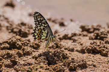butterfly