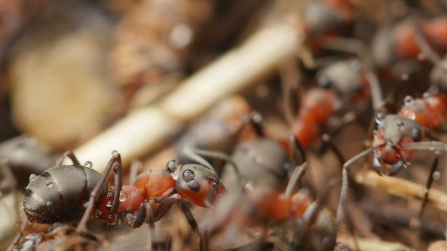 Ants working in ant hill. 
