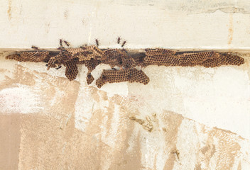 Hornet nests on old walls