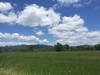 Obraz premium blue sky and green meadow