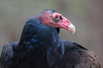 Turkey Vulture