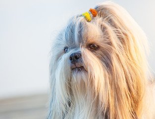 Shih-tzu dog