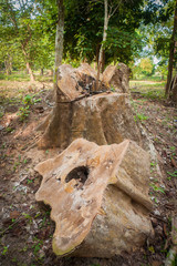 tree stumps