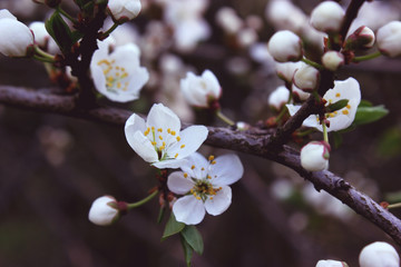 Spring tree