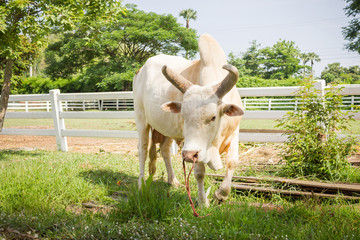 White Lamphun Cattle. Thailand cattle breeds to conservation.