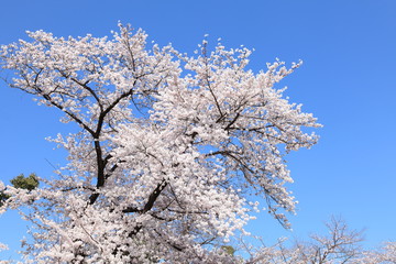 満開の桜　ソメイヨシノ