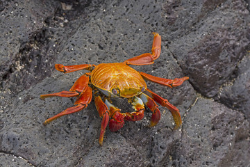 Sally Lightfoot Crab on a coastal Rock