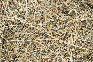 Brown straws on ground 2