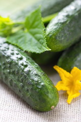 Cucumbers for your health food