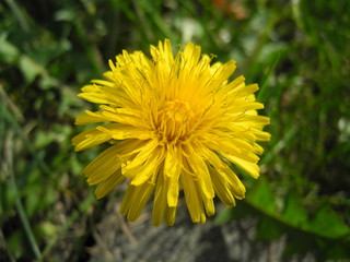 Gelbe Löwenzahnblüte / Leontodon / hawkbit 
