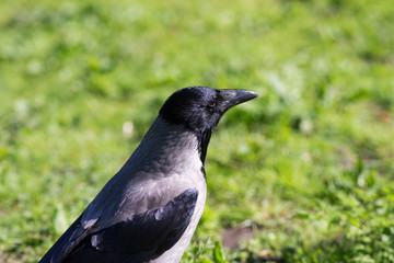 Crow on a green background