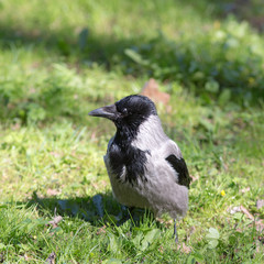 crow on the green grass