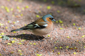 portrait of chaffinch