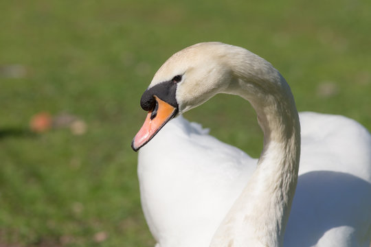 white swan close up