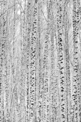 Young birch trees in black and white tones in the background