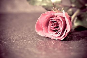 rose flower placed on black stone
