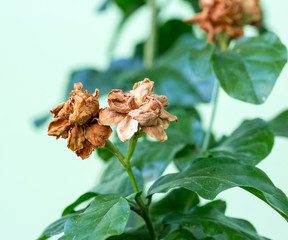 Dry Jasmine flower on tree, Jasminum sambac, Family Oleaceae fro