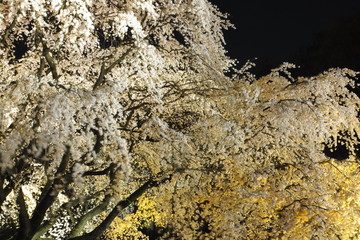 Rikugien 10