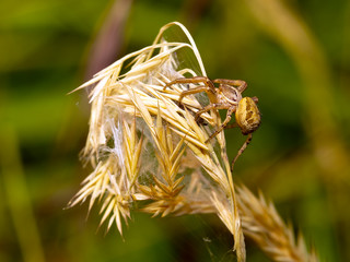 Xysticus. Female Ground Crab Spider in natural  habitat. Macro. © Mushy