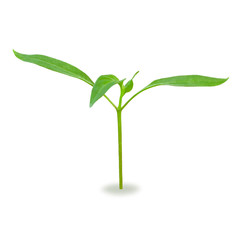 Young green sprout isolated on white background