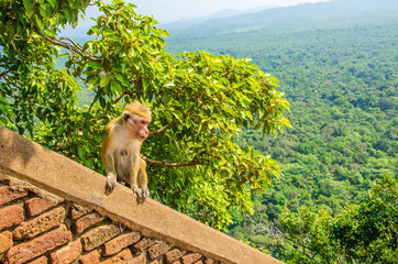 Monkey on wall of Sigiriya ancient palace, Asia