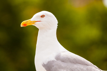 Möwe
