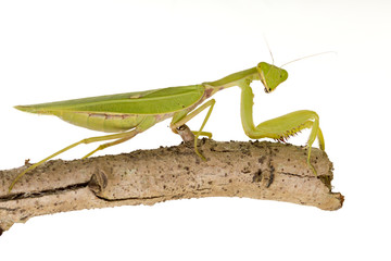 Green Mantis