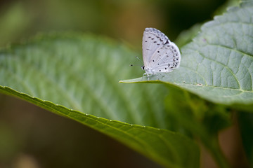 紫陽花の葉にとまるルリシジミチョウ
