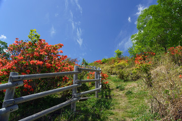 見晴山のツツジ