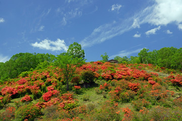 見晴山のツツジ