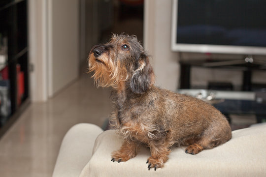 Cane bassotto a casa sul divano