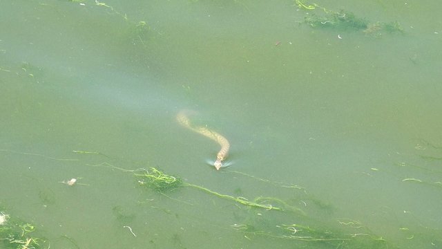 Snake River Natrix Floats Reptile In Water On River Among Green Algae