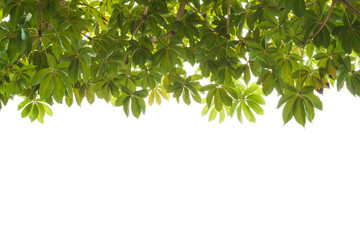 Green leaves background