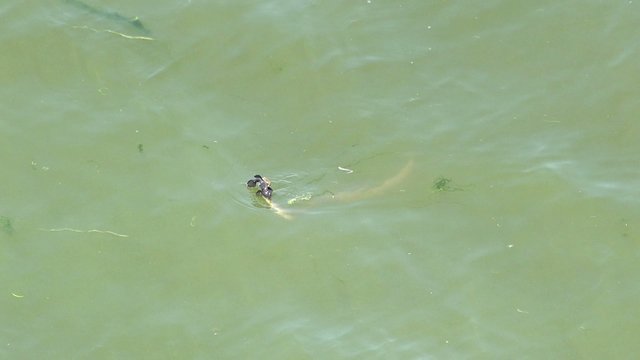 Snake River Natrix floats on the river with fish Prey Water sculpin