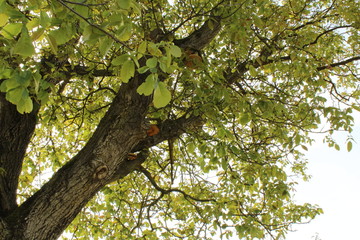 Apfelbaum und Himmel