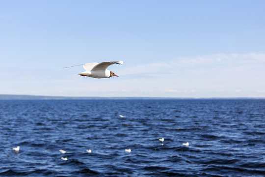 Ggull flying over the lake