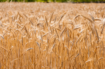 Campo de trigo