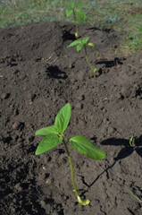 ростки подсолнуха, 