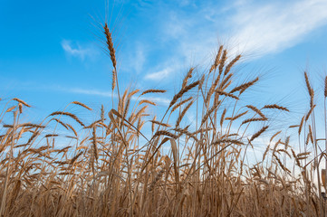 Espigas de trigo